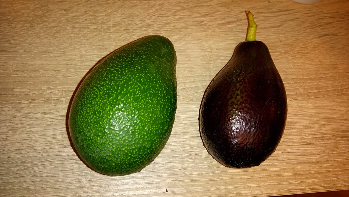 Paltas por mayor y menor, el mejor precio  del mercado,consulte en mbpchile.cl 
tresvergara.cl