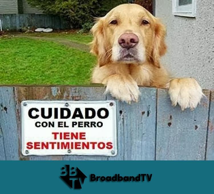 Broadbandtves's tweet image. ¿Sabías esto? #humor #perros #HumorPerruno