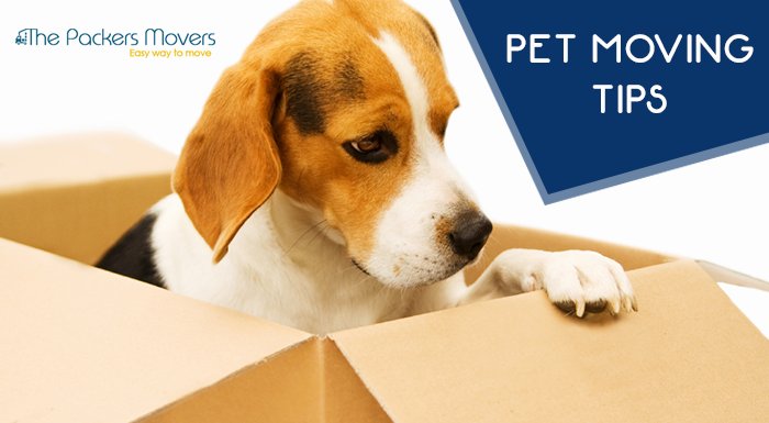 thepackermover's tweet image. Easy Tips to Ensure Ease of your Pets While Moving to Gujarat!! Read on - goo.gl/ctRw4l

#Petmovingtips #Thepackersmovers