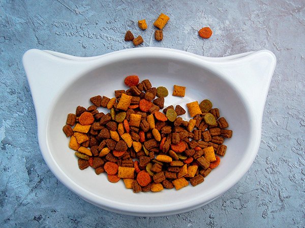 DogzillaPetFood's tweet photo. Te ayudamos a escoger la mejor Tolva o comedero para tu gato en este post ¡No te lo pierdas! 🐱 https://t.co/XQVBxozeXZ #gatos https://t.co/cDhTLdooPN