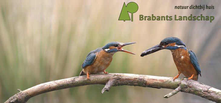 WandelWeek's tweet image. 2e Paasdag Filmavond - Valkenhorst en Strabrechtse Heide. Kaarten vandaag gratis verkrijgbaar bij @VVVValkenswaard wandelweekvalkenswaard.nl/filmavond-dag-…