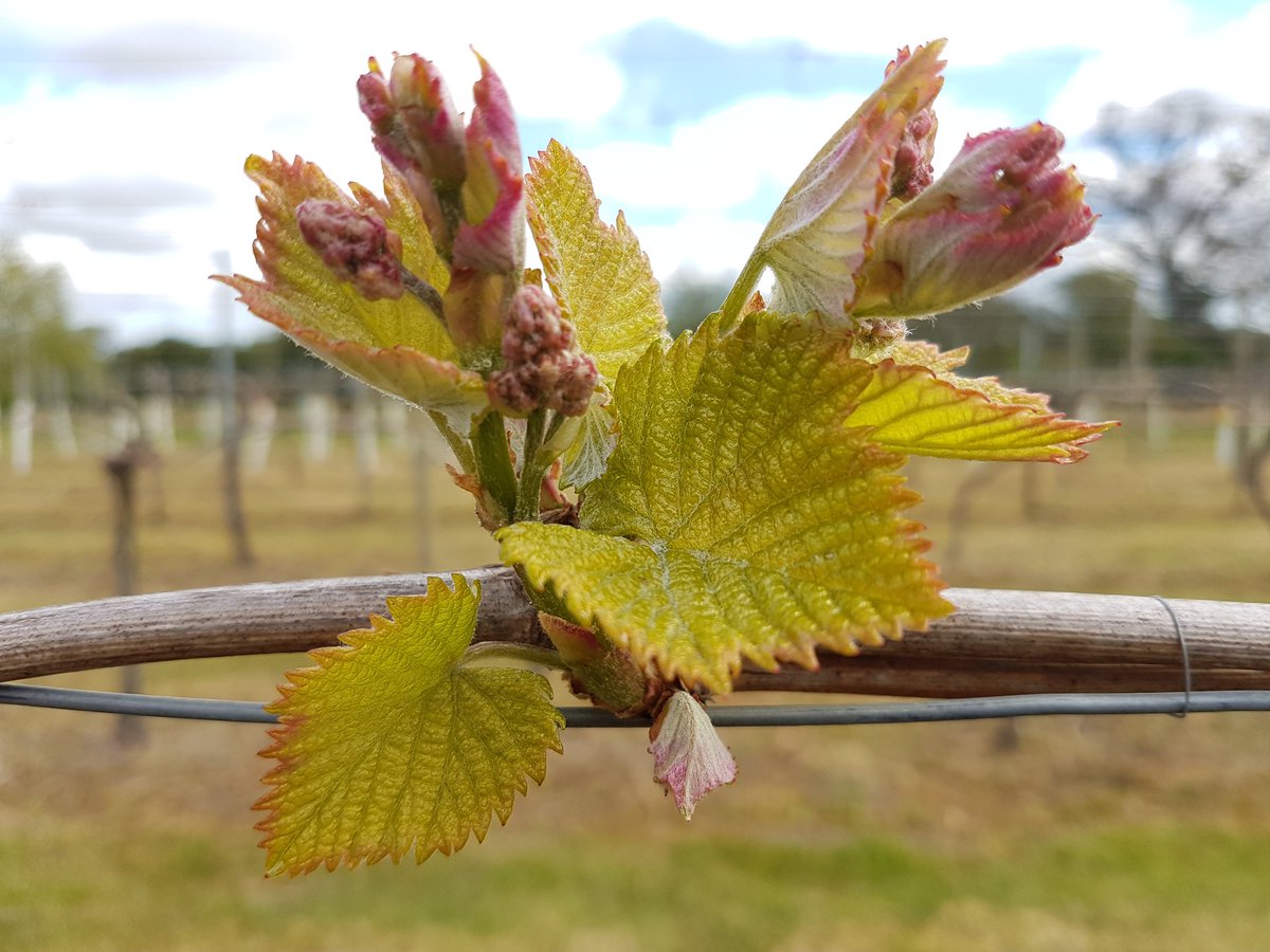 Winbirri Vineyards tweet media