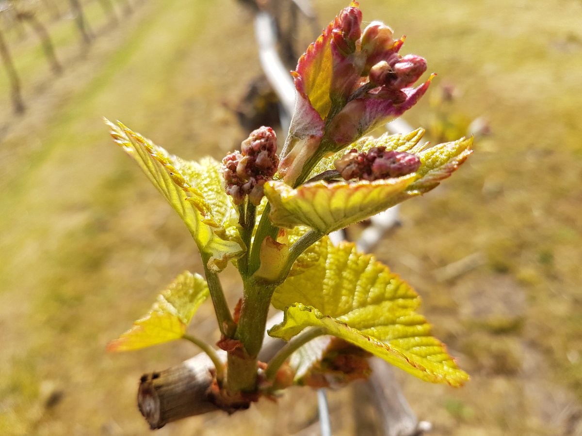 Winbirri Vineyards tweet media