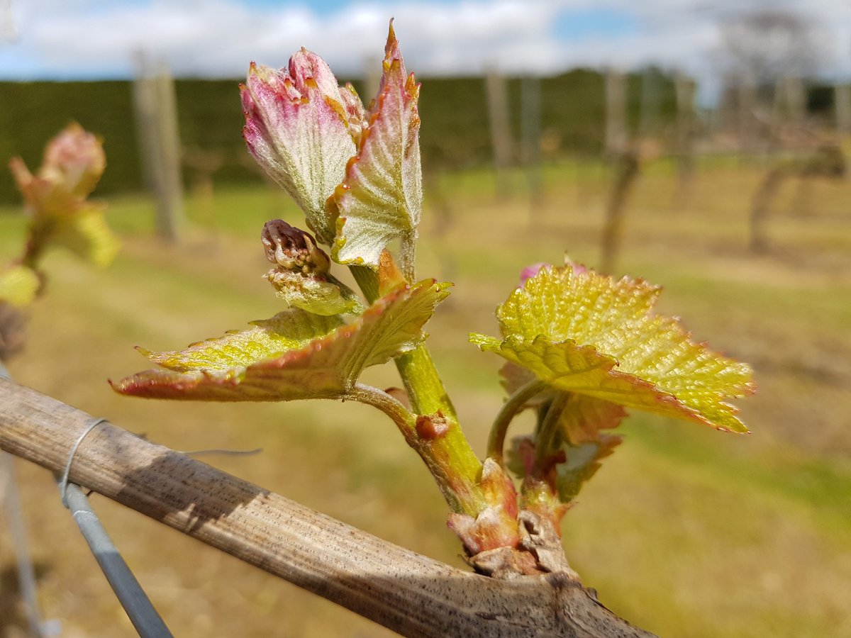 Winbirri Vineyards tweet media