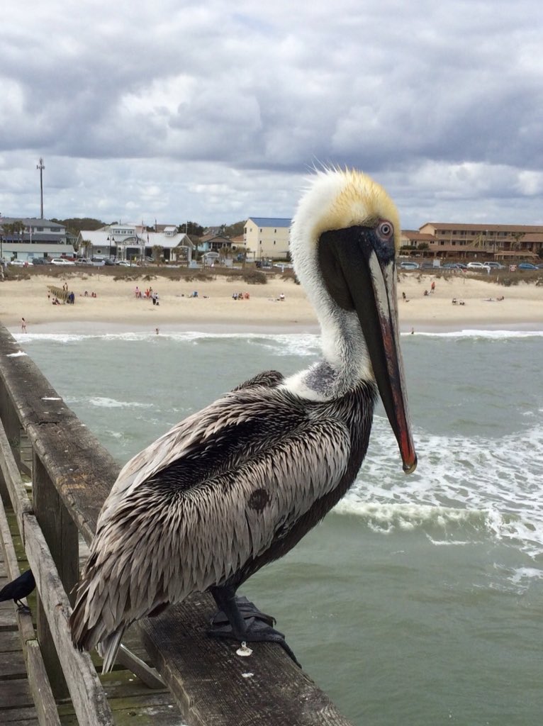 ThorkildJ's tweet photo. #pelikan #pelle #fugl #bird #vogel #kurebeach #NorthCarolina #forår #spring #natur #nature #tj https://t.co/Wlr2o8ilEl