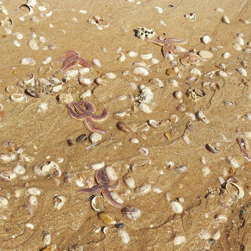 Alex Orden Lanchas tweet media