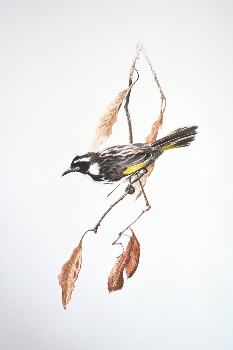 #Bird Art. #naturelover #birder #birding #wildlife #wildlifeartist #painter #painting #artist #AFLHawksCats #AFLPiesSaints #TheProjectTV