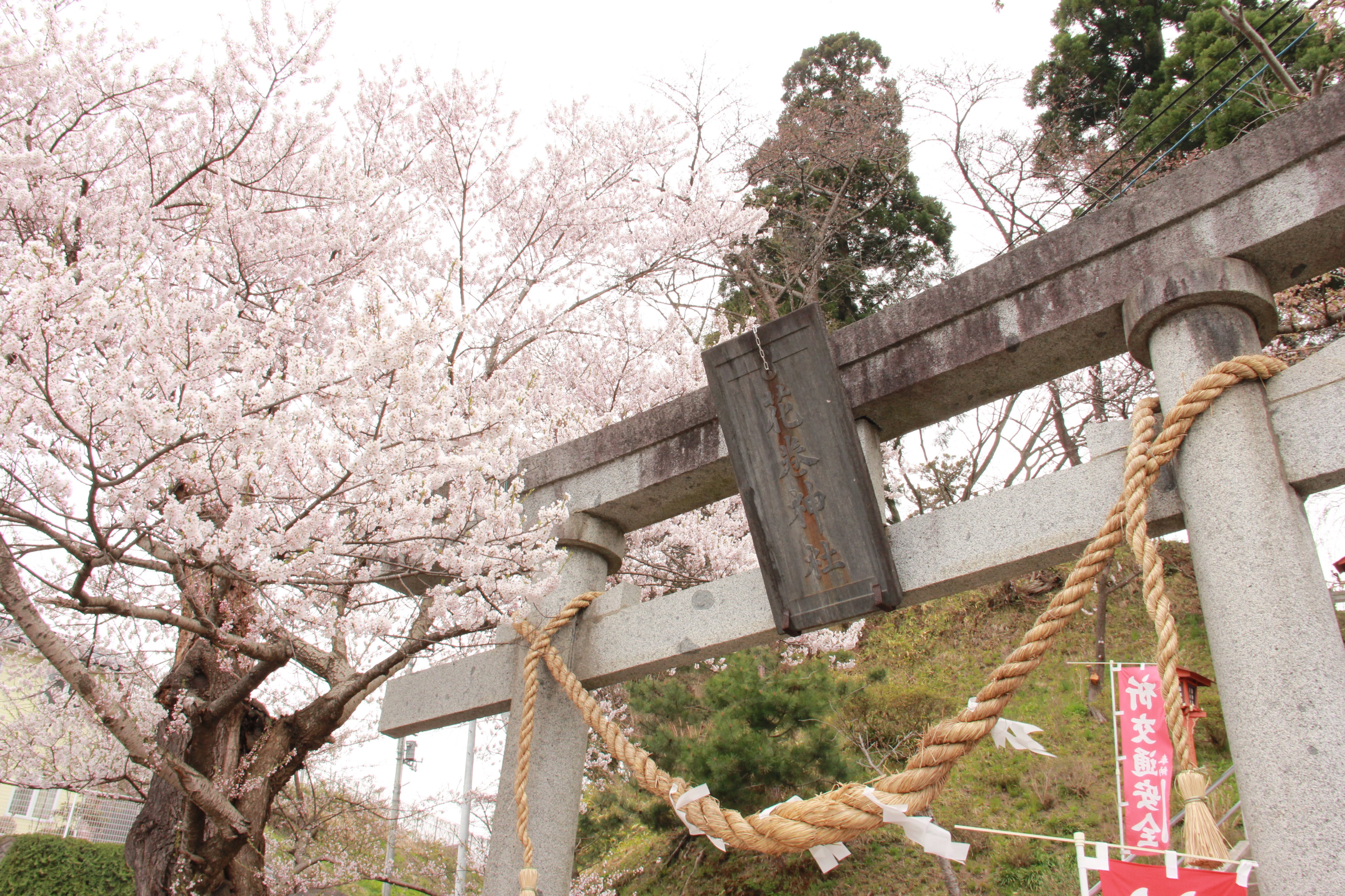 تويتر 花巻市 على تويتر 花巻神社の桜が満開を迎えています 花巻神社の参道の桜が満開を迎えています 花巻 駅から坂を下り 銀河鉄道の夜の壁画を越えた角に現れる １本の見事なエドヒガンザクラ こちらは 盛岡市の石割桜と同じ種類で ソメイヨシノより少し