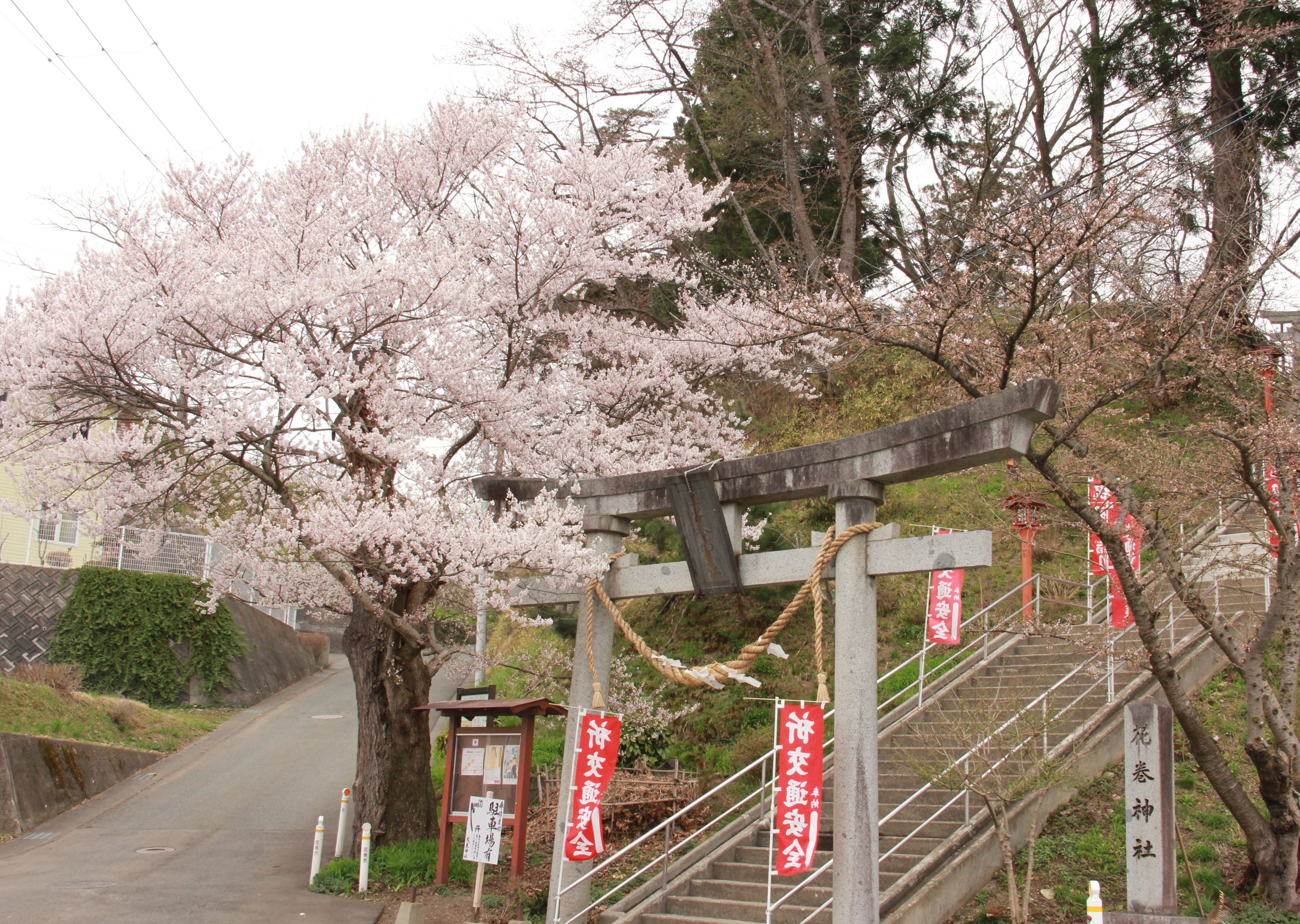 تويتر 花巻市 على تويتر 花巻神社の桜が満開を迎えています 花巻神社の参道の桜が満開を迎えています 花巻 駅から坂を下り 銀河鉄道の夜の壁画を越えた角に現れる １本の見事なエドヒガンザクラ こちらは 盛岡市の石割桜と同じ種類で ソメイヨシノより少し
