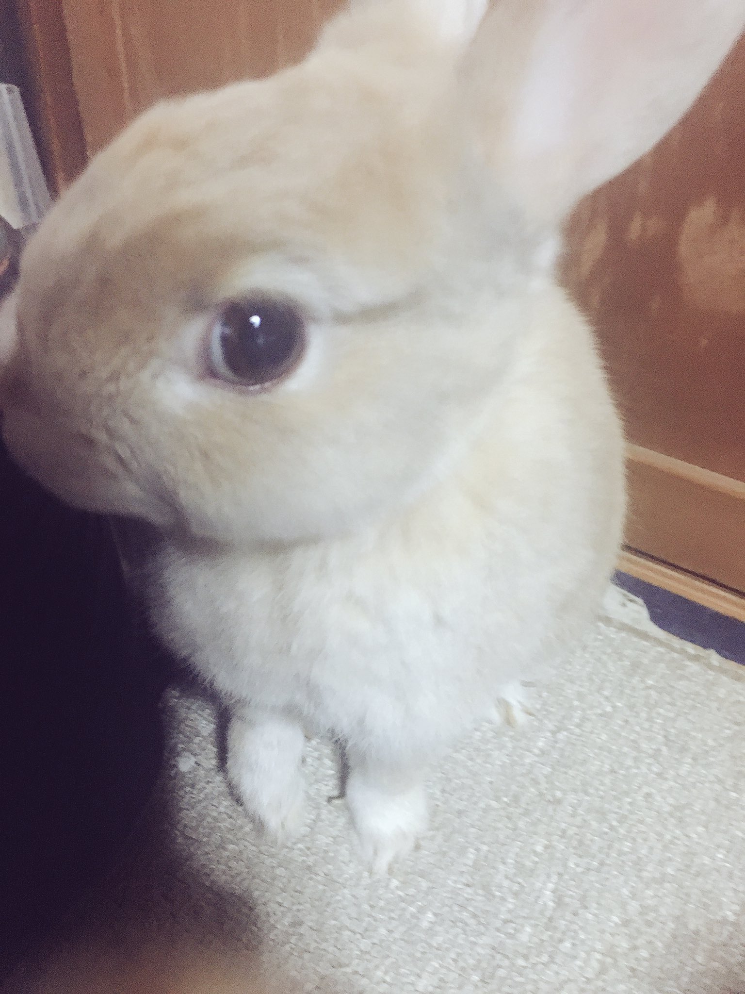 大島優子 うちの子ヒップさんが 昨日体調を崩し入院しておりました 心配だし 寂しいし 不安でしたが 今日無事に退院しておうちに戻って来てくれました O ヒップももうおじさんだからね ヒップさーーーーーん T Co Rco3kxzxbw Twitter