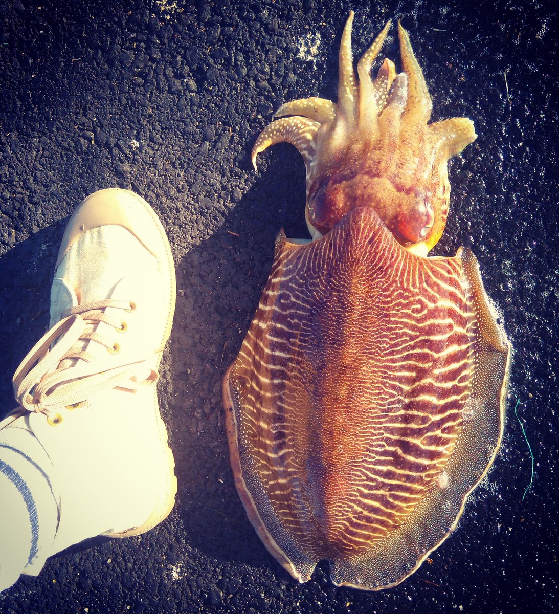 renou0844's tweet photo. Elle taille un peu grand, je fais du 42 ? #bretagne pêche à la #morgate #seiche #squid https://t.co/4l2ebDQ1z9