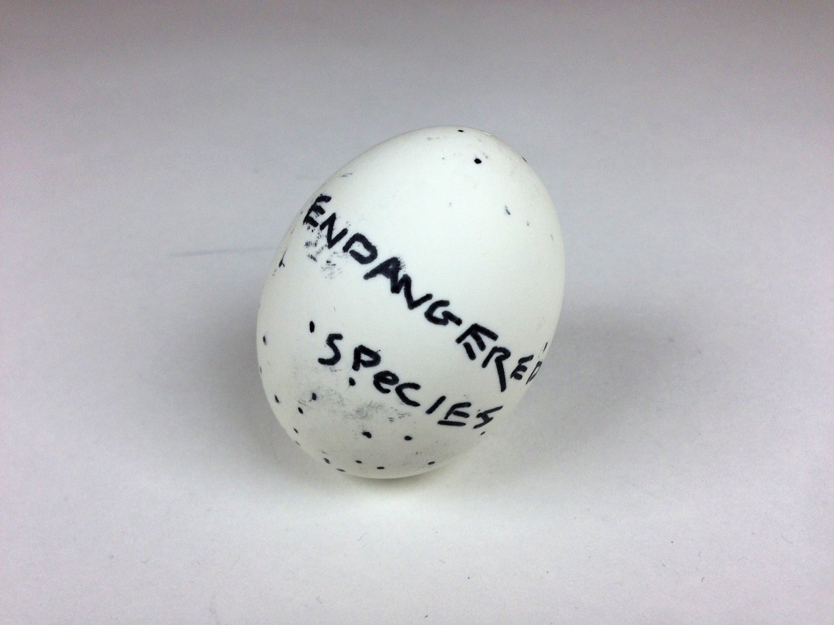 Endangered species. #eggart