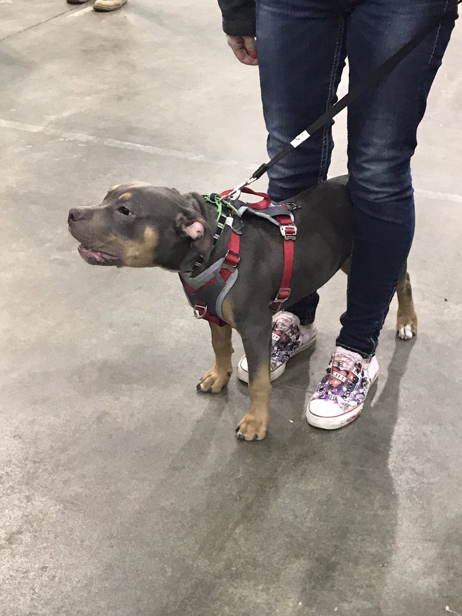 AlphaMatch's tweet photo. More Pets from @CanadaPetExpo 👏
#alphamatch #canadianpetexpo #pets https://t.co/LOxBzt51Cc
