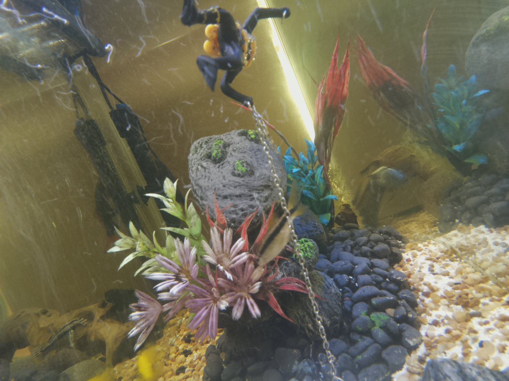DorkfeastBot's tweet photo. Fishtank Photo: 04/17/2017 https://t.co/U7sBpVoyGp