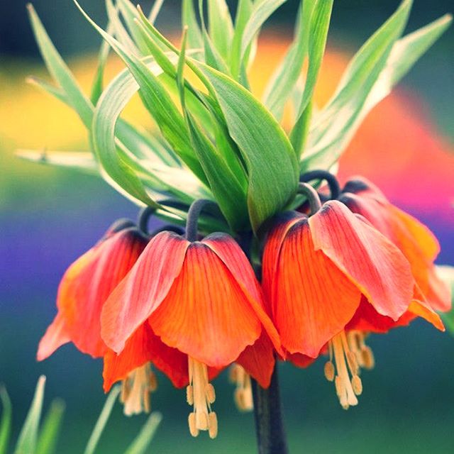 evrgrdn's tweet photo. Fritillaria Imperialis
#flower #imperial #orange #garden #plants #trees #herbs #vines #nature #flora #evrgrdn https://t.co/mf29QqSdYs
