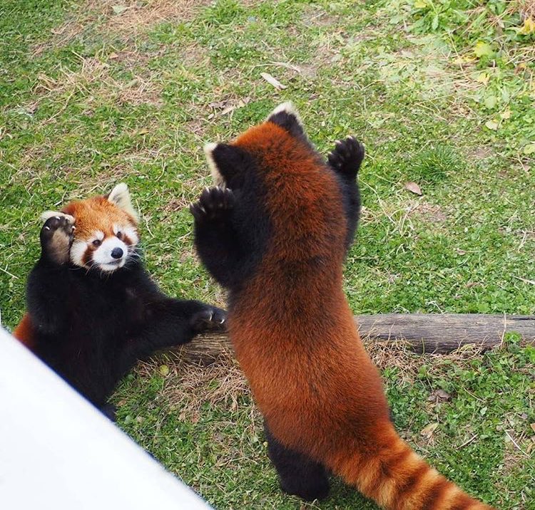 Twitter 上的Red Panda："Prepare for attack ! https://t.co/0gv2lNlx8W" / Twitter