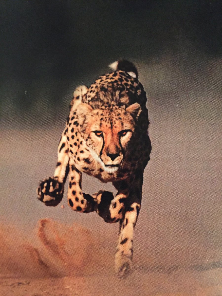 CoachTomba's tweet image. #StopTheRun #Pursuit #Effort #PlayHungry