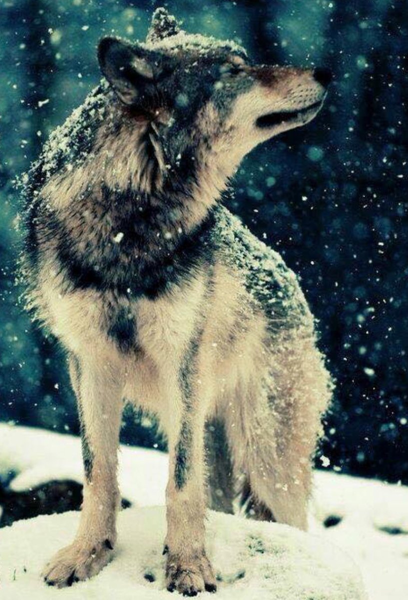 يااااذيب💔
م عادت الشرهه تودي و لا تجيب
نفوسنا يوم شافت خيـآنتهم والغدر طابت ..