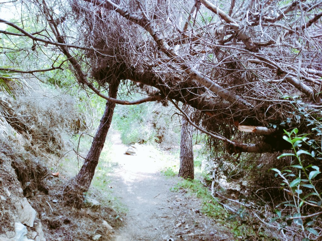 DavidArizaAbad's tweet photo. Sólo cuando miramos desde el corazón, somos capaces de ver la magia de nuestro entorno,flores para saborear nuestro entorno,Cala de Llebeig. https://t.co/87MsGjou7A