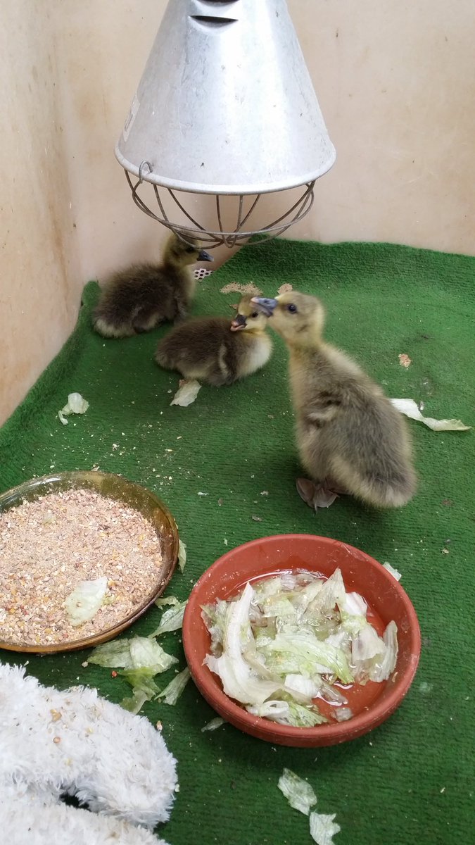 Pender_Holmes's tweet photo. Another baby added. I present to you... Jensen Quackles, Ryan Goosling and Goostiel 😍 #gooslings #birdcarecentre https://t.co/29gvjeglOo