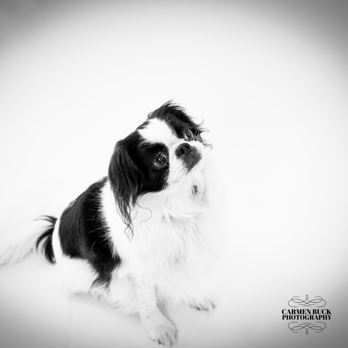 #RoundRockPhotographer- #PetPhotography Love spending time with the fur babies!   ow.ly/yul2309OTmq