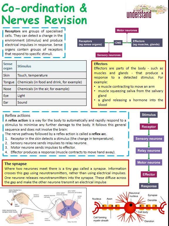 LessonToolbox's tweet photo. GCSE Science summary sheets to help student #revision/#studyideas via @teacherchalky1

#study #asechat #ukedchat #aussieEd https://t.co/2ndi7fnoHK