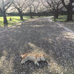 すごく平和でほっこりするwぽかぽか気持ちよくて犬も大満足w