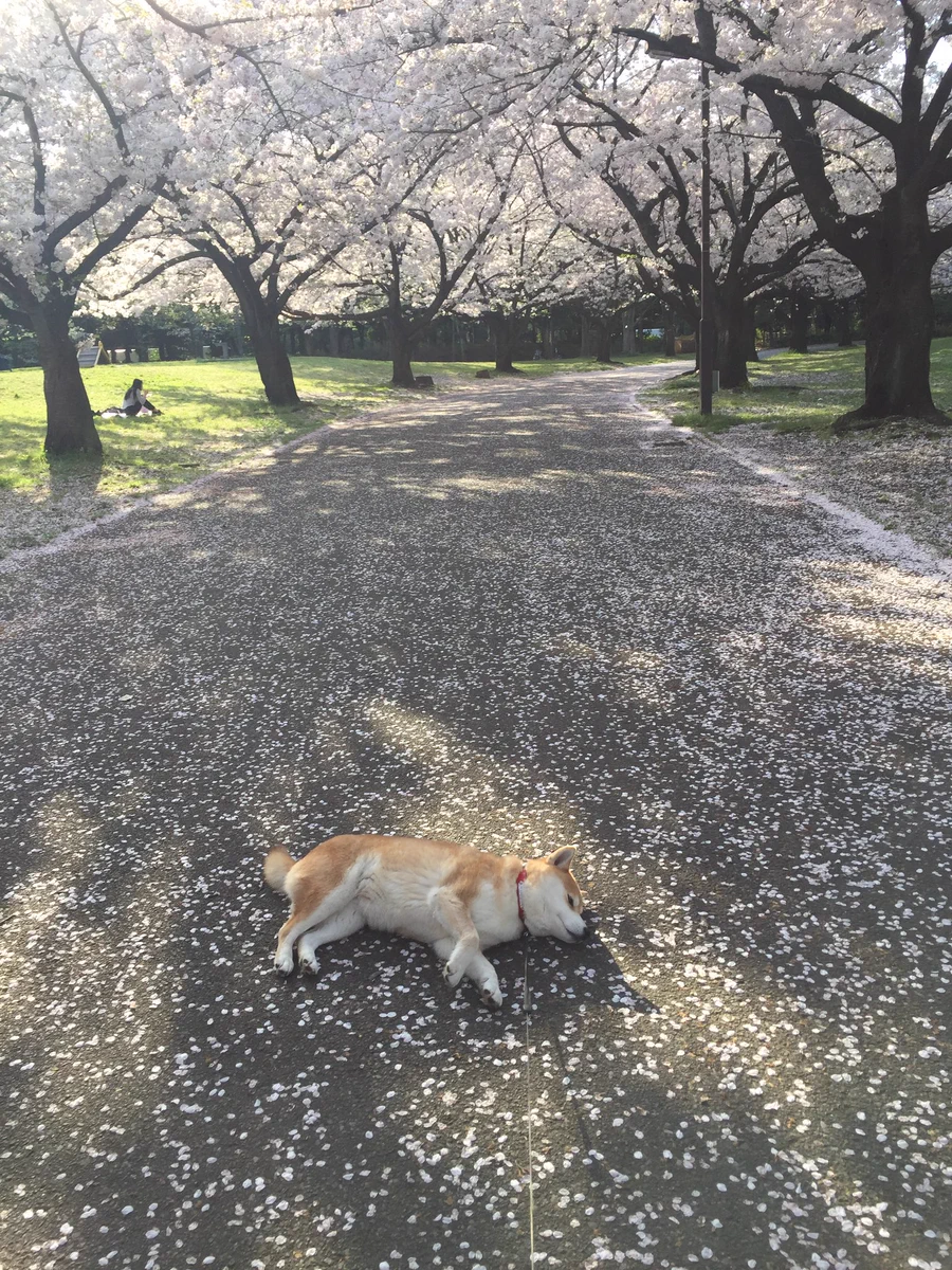 すごく平和でほっこりするwwぽかぽか気持ちよくて犬も大満足ww