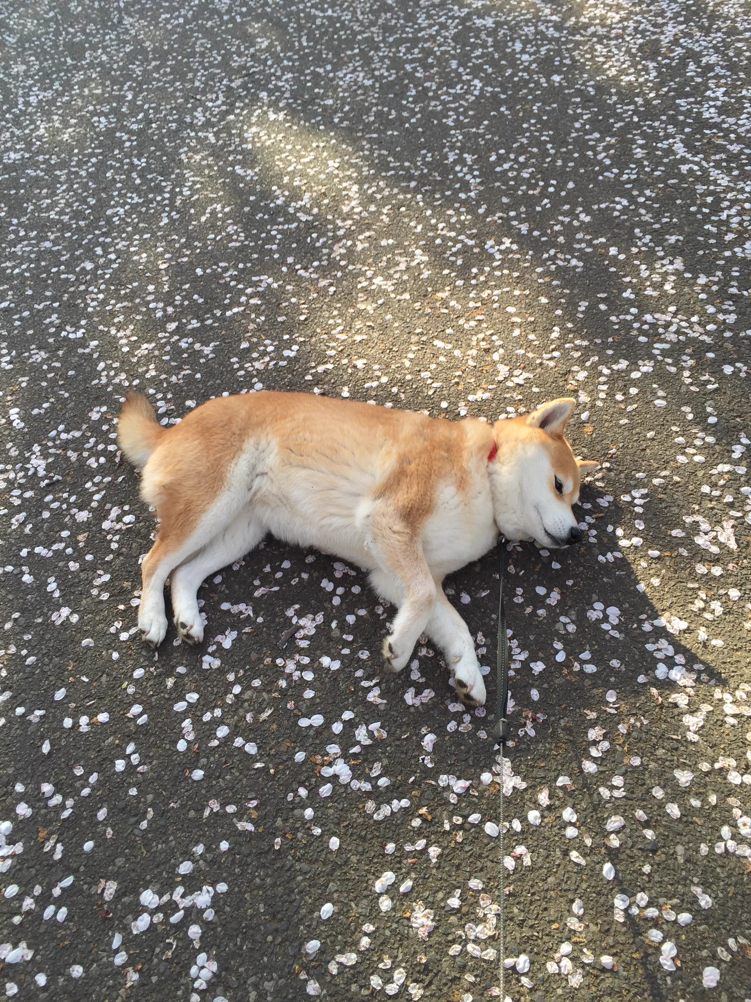 すごく平和でほっこりするwwぽかぽか気持ちよくて犬も大満足ww