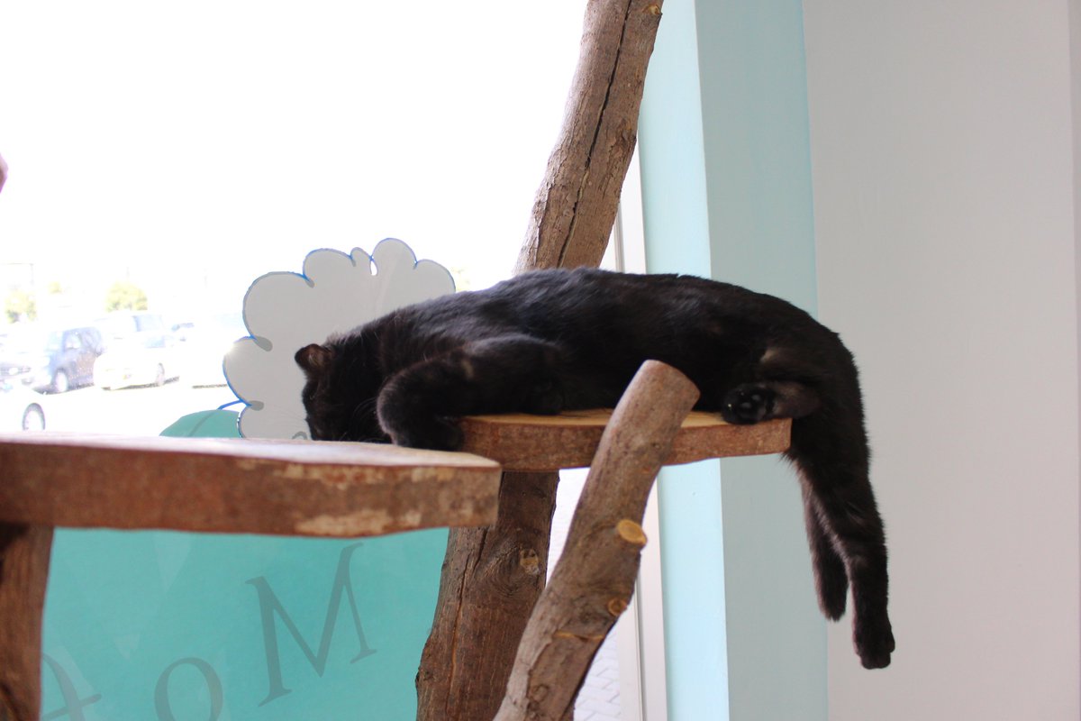 窓木 Pa Twitter モフアニマルカフェつくば店の猫カフェコーナーで 変な格好で昼寝してた黒猫 パッと見だと手足がどうなってるか把握できなかった 俺の近くにいた子供に猫じゃらしでちょっかい出されて起きた 窓木 Pa Twitter モフアニマルカフェつくば店の猫カフェコーナーで 変な格好で昼寝してた黒猫 パッと見だと手足がどうなってるか把握できなかった 俺の近くにいた子供に猫じゃらしでちょっかい出されて起きた