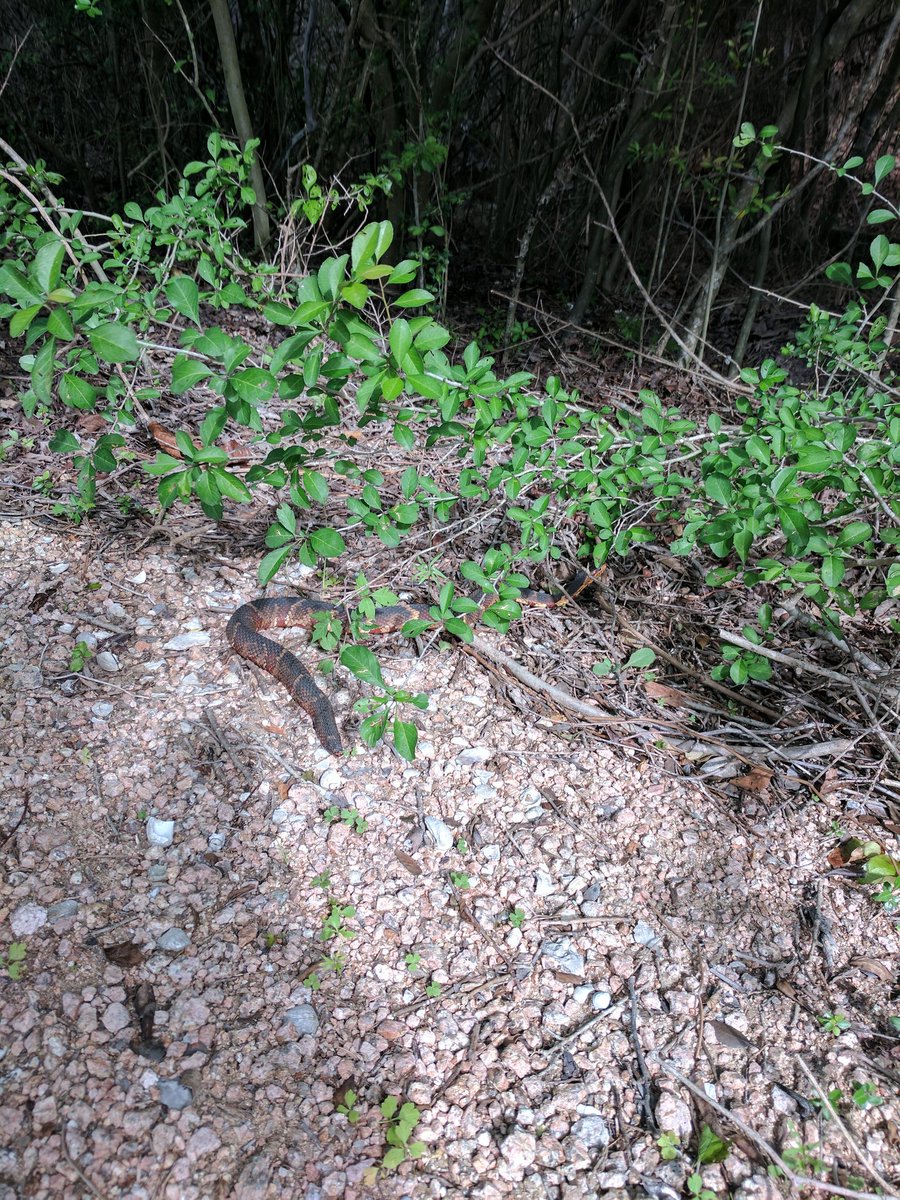 TaraHecke's tweet image. First snake #hmsscience