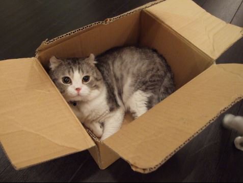 中には、夢をかなえる猫型ロボットが
入っていました。