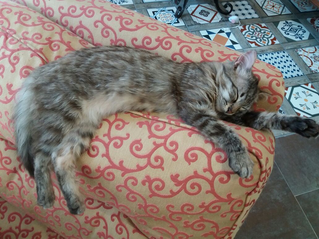 neromiciok's tweet photo. #catcafe #neromiciok #gatti #animals #nekocafe #palermo https://t.co/HUAMW4ACDW