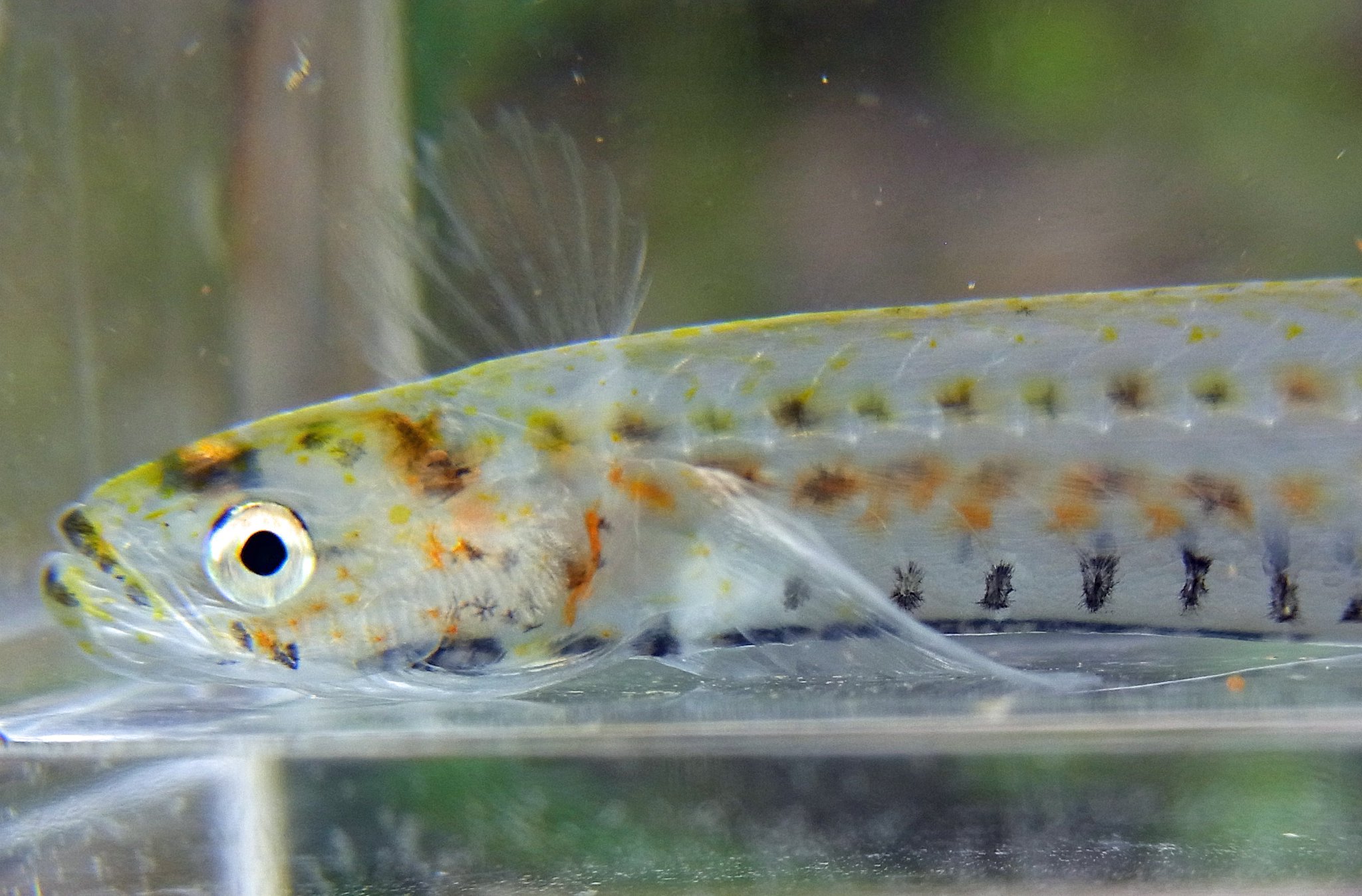 Rhodeus シロウオ Leucopsarion Petersii 頭部 ここのシロウオはオレンジっぽくてカッコイイ 餌のせいだろうか 1匹見つかると次々と捕れて 網の目に体前半を突っ込み それを引っ張り出すことを繰り返して7匹はゲットできました T Co Rhodeus シロウオ Leucopsarion Petersii 頭部 ここのシロウオはオレンジっぽくてカッコイイ 餌のせいだろうか 1匹見つかると次々と捕れて 網の目に体前半を突っ込み それを引っ張り出すことを繰り返して7匹はゲットできました T Co