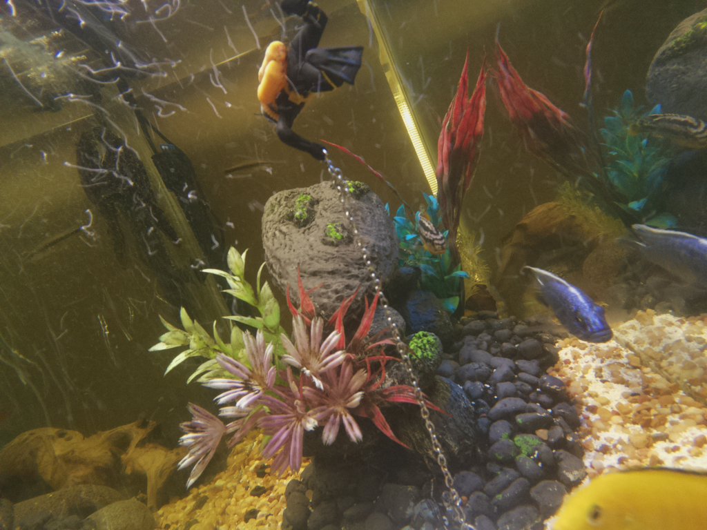 DorkfeastBot's tweet photo. Fishtank Photo: 04/17/2017 https://t.co/7R0QbEifwZ
