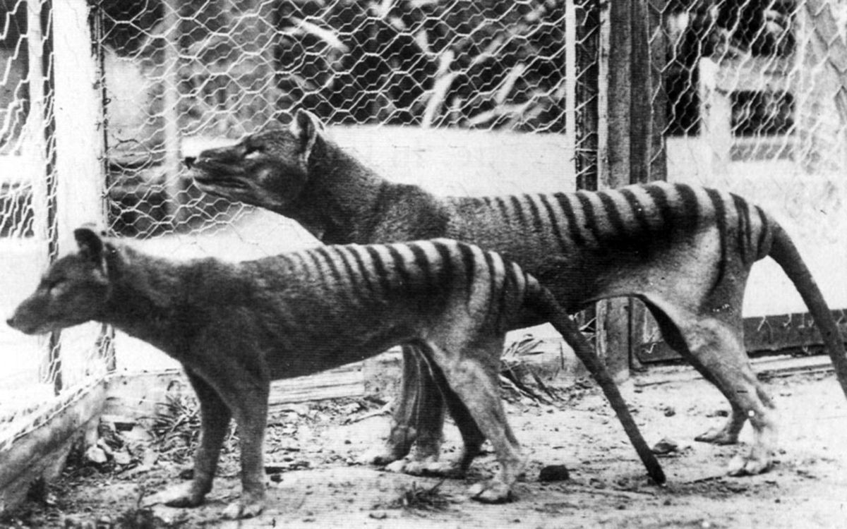HowThingsWere's tweet image. The thylacine, popularly known the Tasmanian tiger, was hunted to extinction in the 1930s