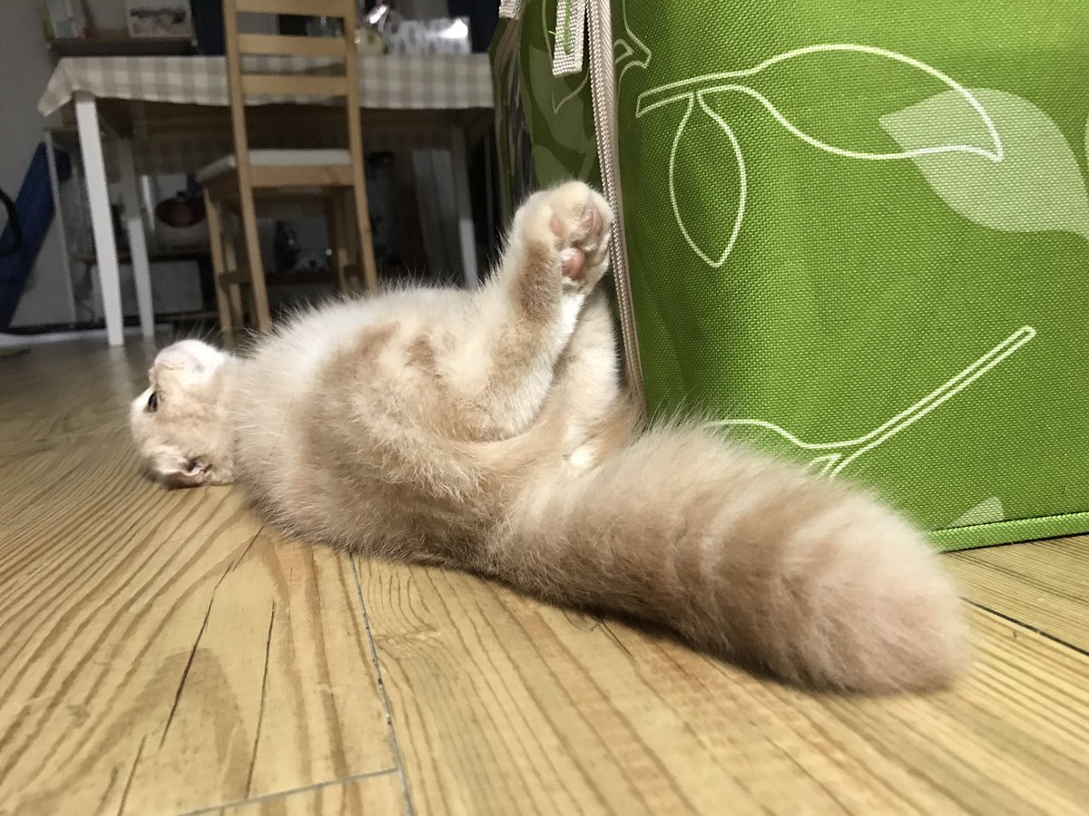 niinii_meow's tweet image. [모모 운세] 당신은 방금 세상에서 가장 귀여운 아기고먐미 모모의 포동포동한 꼬리와 군둔이와 젤리를 보았다예요 그래서 남은 한 주동안 행복할 것이다예요!