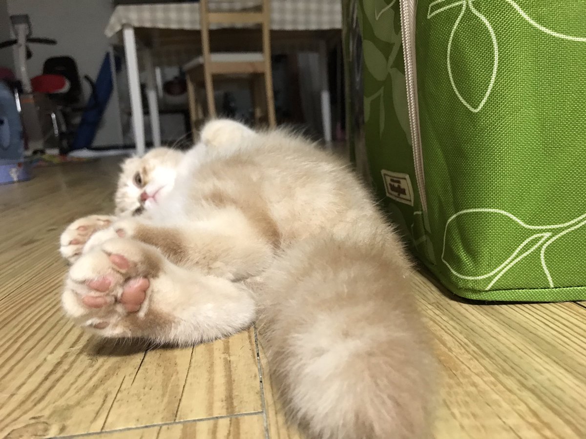 niinii_meow's tweet image. [모모 운세] 당신은 방금 세상에서 가장 귀여운 아기고먐미 모모의 포동포동한 꼬리와 군둔이와 젤리를 보았다예요 그래서 남은 한 주동안 행복할 것이다예요!