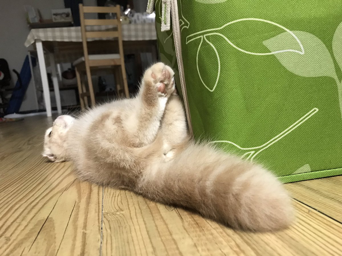 niinii_meow's tweet image. [모모 운세] 당신은 방금 세상에서 가장 귀여운 아기고먐미 모모의 포동포동한 꼬리와 군둔이와 젤리를 보았다예요 그래서 남은 한 주동안 행복할 것이다예요!