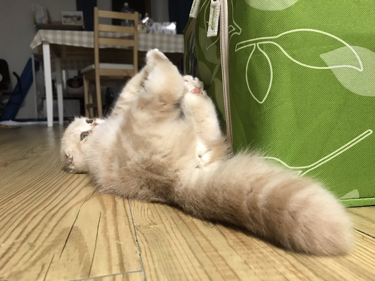 niinii_meow's tweet image. [모모 운세] 당신은 방금 세상에서 가장 귀여운 아기고먐미 모모의 포동포동한 꼬리와 군둔이와 젤리를 보았다예요 그래서 남은 한 주동안 행복할 것이다예요!