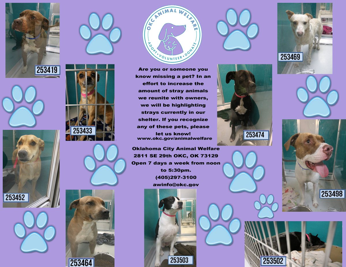 okcpets's tweet image. Help us go home! Please distribute the attached stray flyer.If you know the owner of any of these pets, contact 297-3100 or awinfo@okc.gov