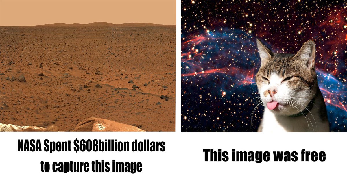 space cat facts spacefacks twitter