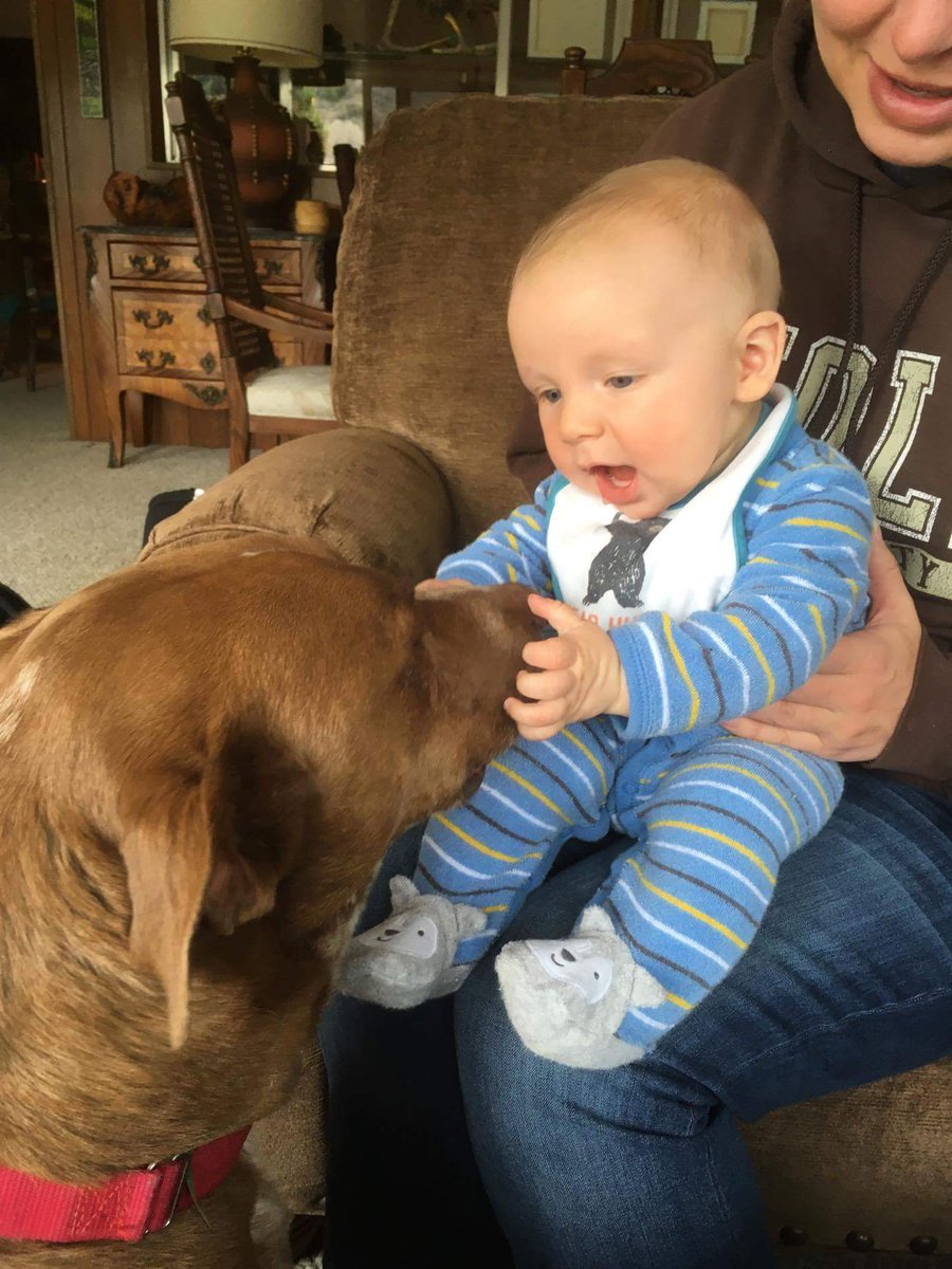 OcSpeed's tweet image. Rabid pit bull mauls baby!