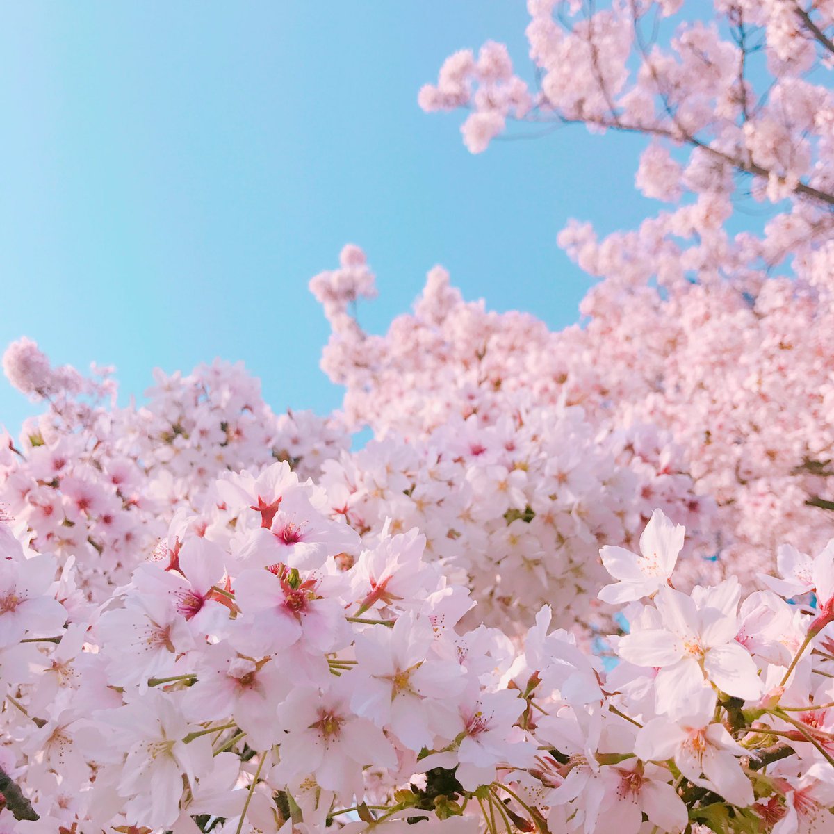 canon_0411's tweet photo. さくら〜〜また来年😆🌸🌸 https://t.co/u743sKjVGW