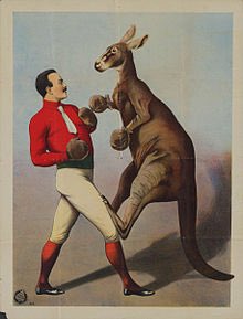 LancePulak's tweet photo. @justj_allday @t_corbs9 you guys box any kangaroos yet https://t.co/Cnk8CD3uWC