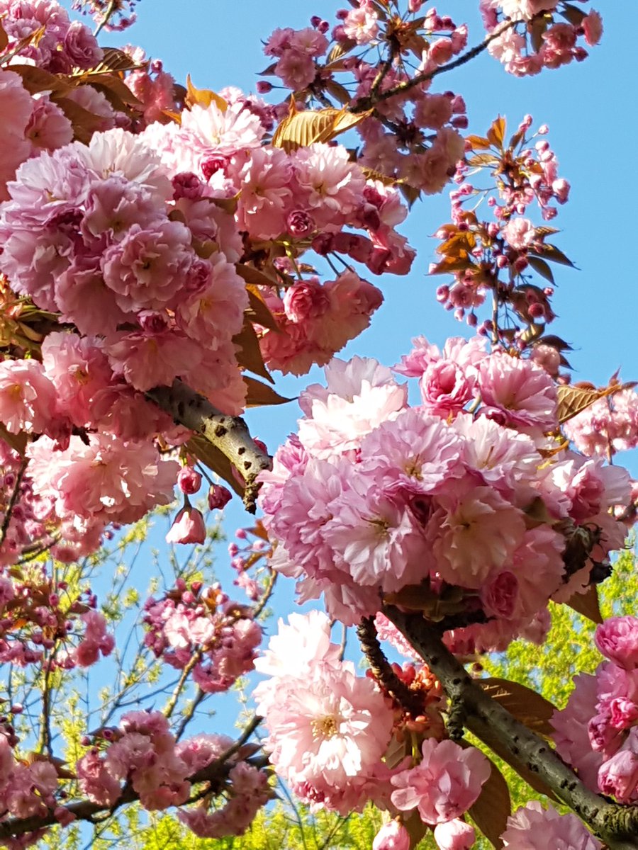 Jen_Jess91's tweet image. #sakura