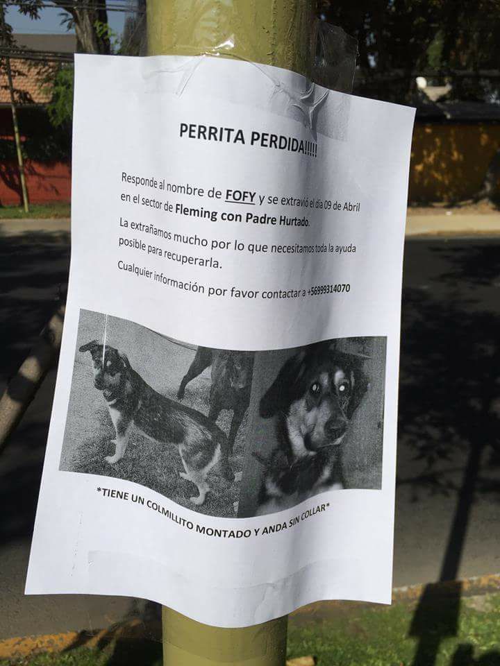 Fofy #extraviadaensantiago el 9 de abril sector Fleming Padre Hurtado