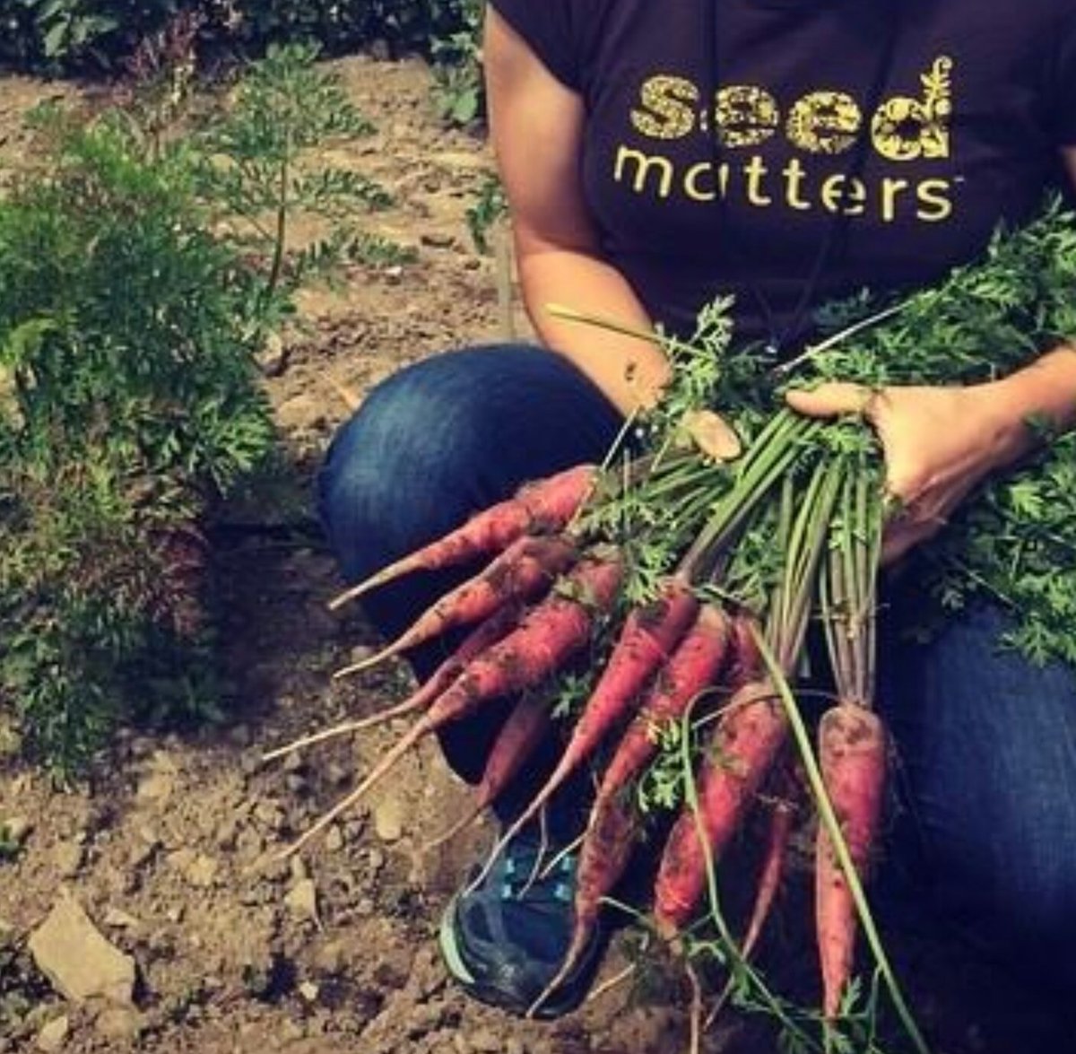 mfisher096's tweet photo. Seed rebels: saving life's building blocks has new urgency #seed #seeds #heirloomseeds #NoGMO #seedbank #seedpurity https://t.co/P2GoCdY9Qo https://t.co/LVp1OLduHV