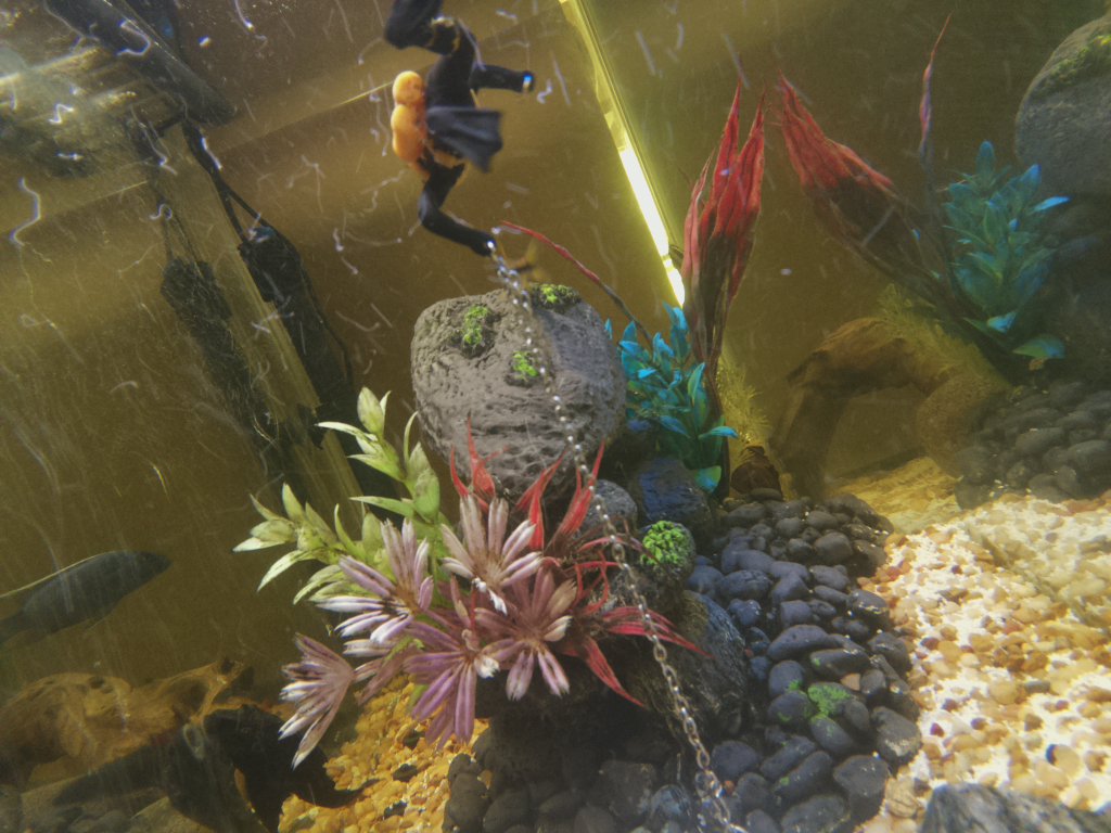 DorkfeastBot's tweet photo. Fishtank Photo: 04/17/2017 https://t.co/C9D0w2BqKD