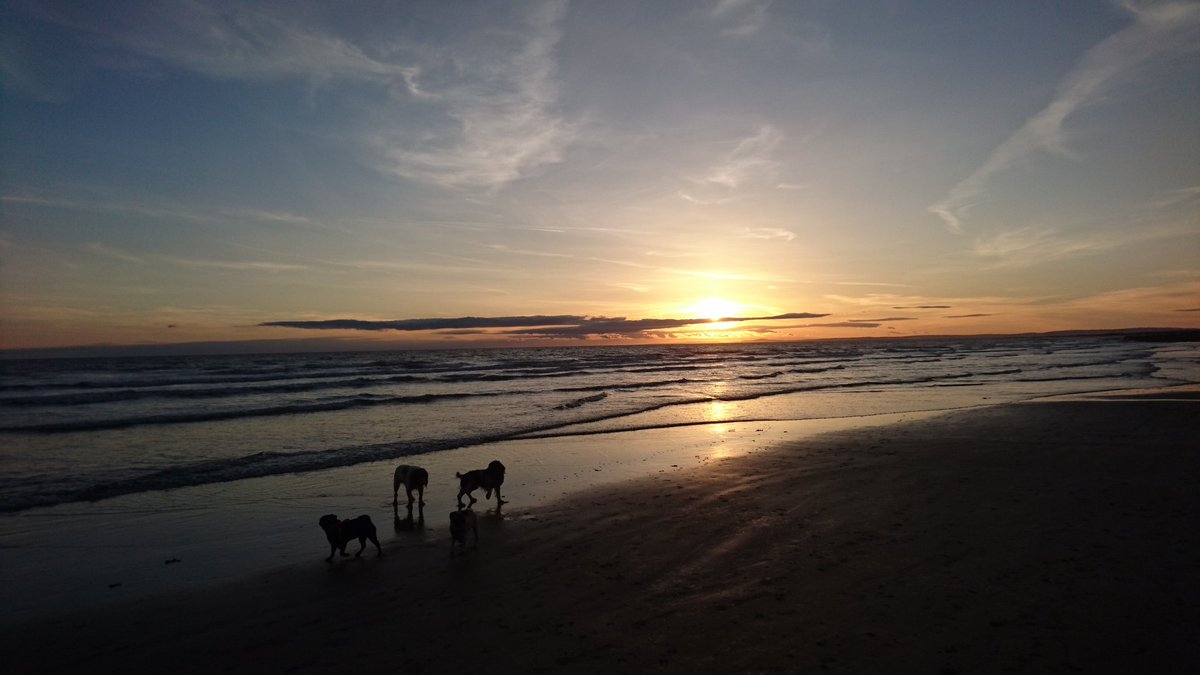 Tonight we got to watch the sunset from the beach with our uncles. #sunset #pugs #springers